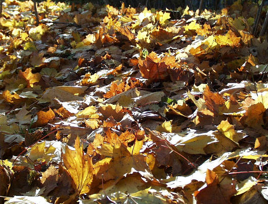 ����: ����� ��������, 16.10.2002