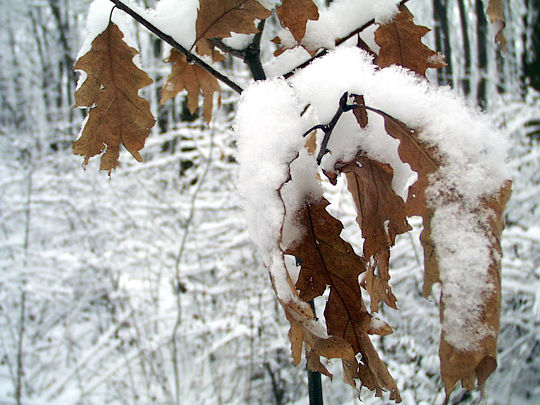 ����: ����� ���������, 02.01.2004